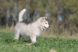 ALASKAN MALAMUTE 117